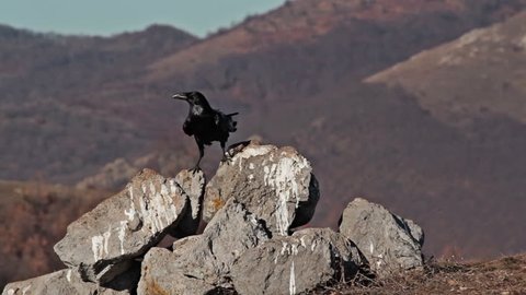 Largest European song bird - Raven (Corvus corax) in action. Footage with birds landing on a mountain slope.