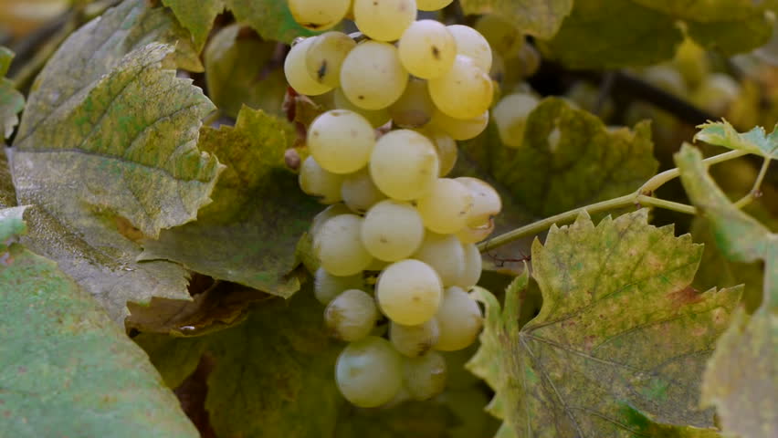 Hands reach into frame to harvest grapes