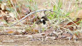 Baby Red-wattled Lapwing (Vanellus indicus) standing in nest. 