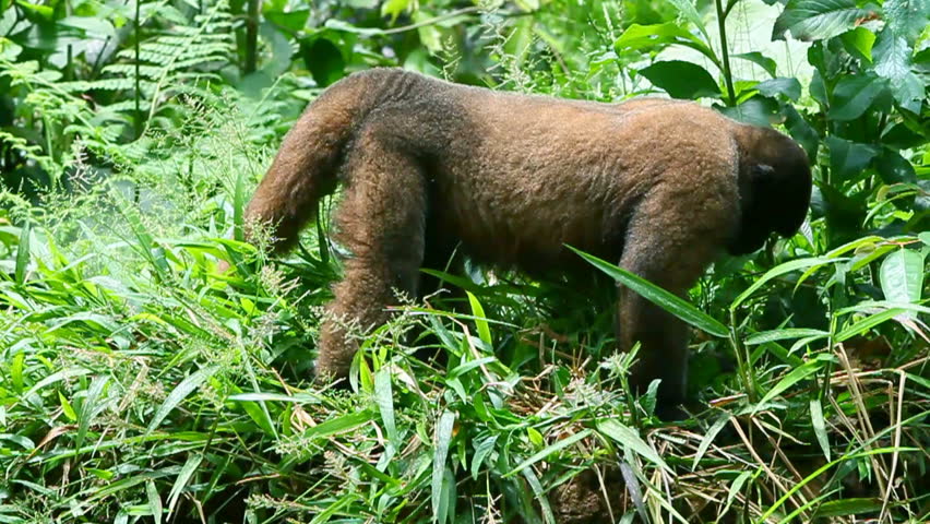 Male woolly monkey searching for insects in Ecuadorian jungle