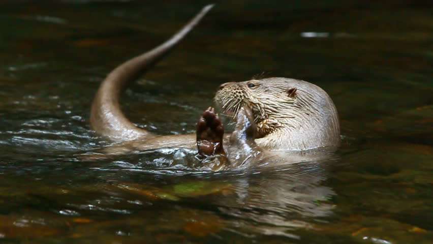 River Otter heaving lunch with a great appetite,shot in the wild in Ecuadorian