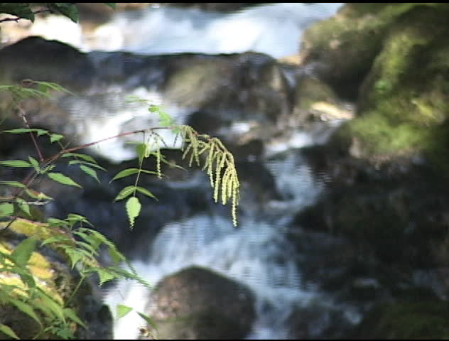 Mountain Stream in Juneau Alaska.  Plant is in focus in foreground.  Stream out of focus in background.