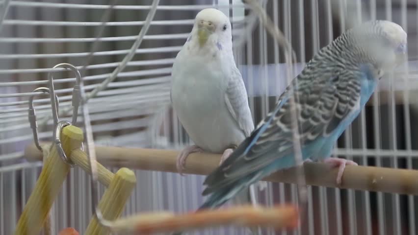 white budgie cage