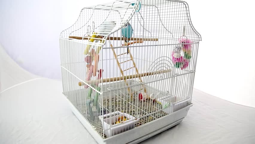 bird cage for 2 parakeets