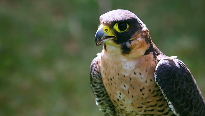 Perigrine falcon close up
