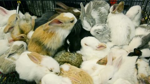 Many cute little active white furry baby rabbits piling up in the cage in pet shop ready for sell in HD
