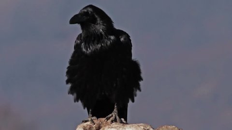 The largest European song bird species - Raven (Corvus corax) perched on a lonely rock in the mountain.
