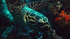 Turtle (Hawksbill Sea Turtle), East- Nusa Tenggara Komodo Indonesia