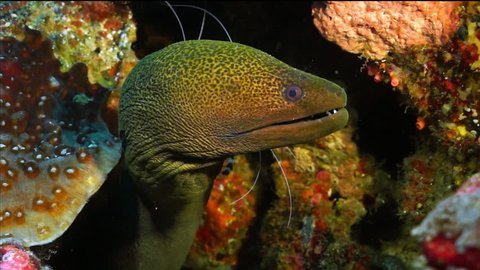 Giant moray eel (Gymnothorax javanicus) with Banded Coral Shrimp (Stenopus hispidus), Indian Ocean. Maldives
