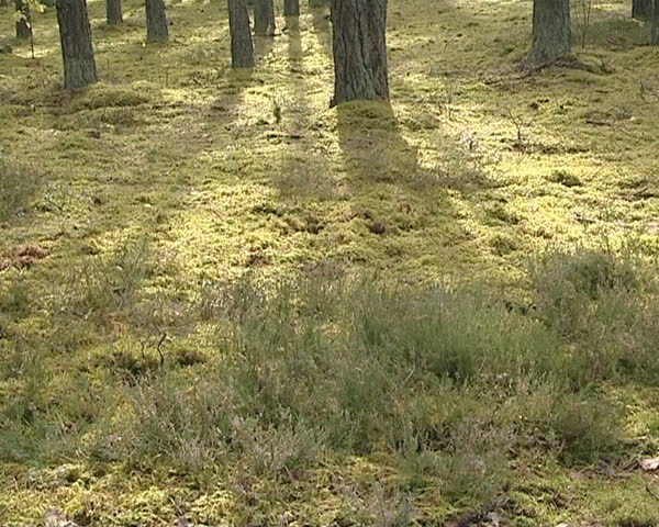 Mossy forest of pine ground and the sun penetrate through trees. 