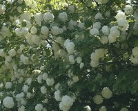 Amazing viburnum bush with many white blooms. Natural view. 