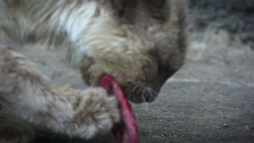 The cat eats the Bud of her kitten and then belches it
