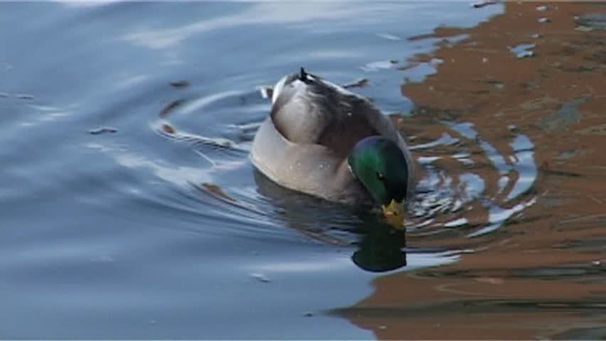 Duck swimming.
