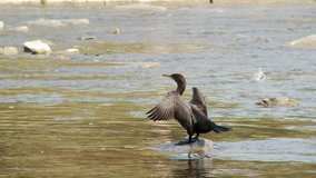 Cormorant standing on small stone watching Salmon swimming in the surrounding waters.