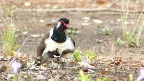 Baby Red-wattled Lapwing (Vanellus indicus) and mom, hatching eggs in nest. 