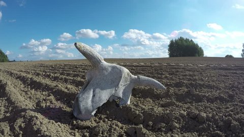 Broken cow skull in the plowed field on sunny cloudy day, time lapse 4K