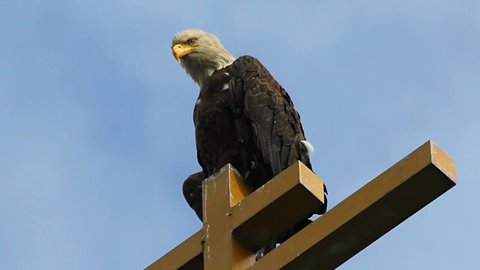 Bald eagle perches on church cross, stretches wing. 1080p
