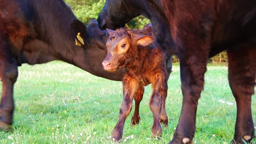 New born calf struggling to rise to its feet but then falls down again mother cow licking young infant vigorously Aberdeen Angus cattle beautiful summer evening green grass field minutes after birth Royalty-Free Stock Footage #16706986
