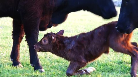New born calf struggling to rise to its feet sixth attempt and almost made it but falls down again cute to see mother cow licking young infant vigorously Aberdeen Angus cattle minutes after birth