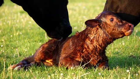 New born beautiful cute calf struggling to rise to its feet fourth attempt mother cow licking young infant vigorously Aberdeen Angus cattle summer evening on green grass field minutes after birth