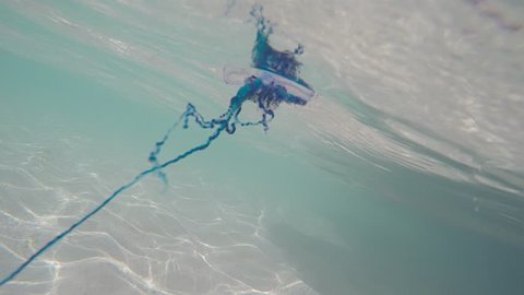 Atlantic Portuguese Man o' war (Physalia physalis)  floating in a coastal water. Bermuda