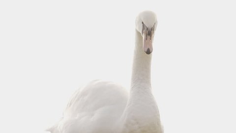 Elegant Swans On A Misty Lake. Filmed In The Morning In Slow Motion.