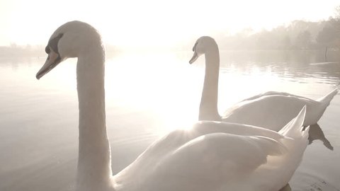 Elegant Swans On A Misty Lake. Filmed In The Morning In Slow Motion.