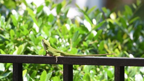 Carolina anole green lizard on an iron railing with a shallow depth of field