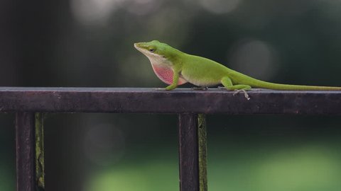 Carolina anole green lizard on an iron railing with a shallow depth of field