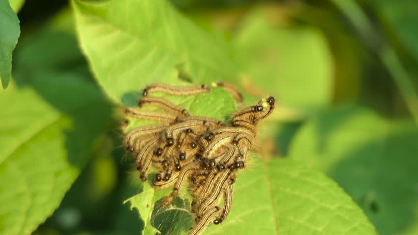 Thaumetopoea processionea caterpillars on leaf tree in summer