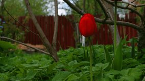 Timelapse of a garden with tulip flowers, plants, trees and insects