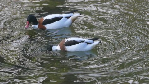 Animals - 2015: 4K Birds swim in the pond