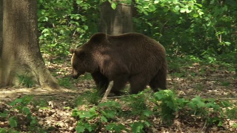 Brown Bear, ursus arctos, solitary wandering in forest. The Brown Bear is a European protected species and it has protection throughout the European Union.