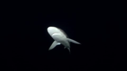 Silky shark attacks my camera at night, Red Sea. Shark swims towards the camera.
Carcharinus falciformis