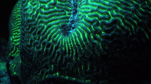 Fluorescent brain coral at night. Underwater shot, Red sea.
Bioluminescence in underwater world.
