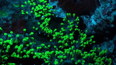 Fluorescent anemone at night. Underwater shot, Red sea.
Bioluminescence in underwater world.