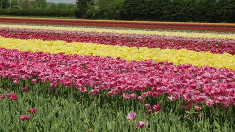 Tulip fields in the Netherlands - pink and yellow flowers
