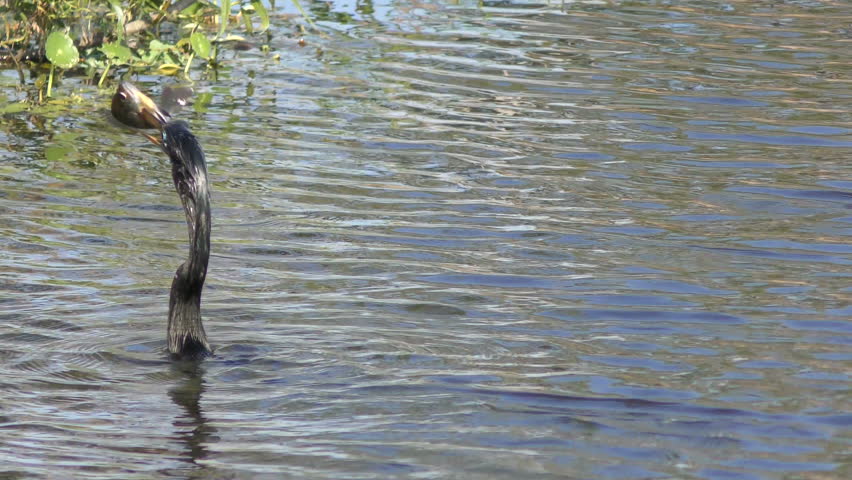 anhinga feeding on fish