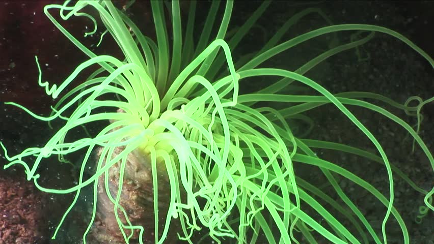 green anemone cerianthus membranaceus underwater
 