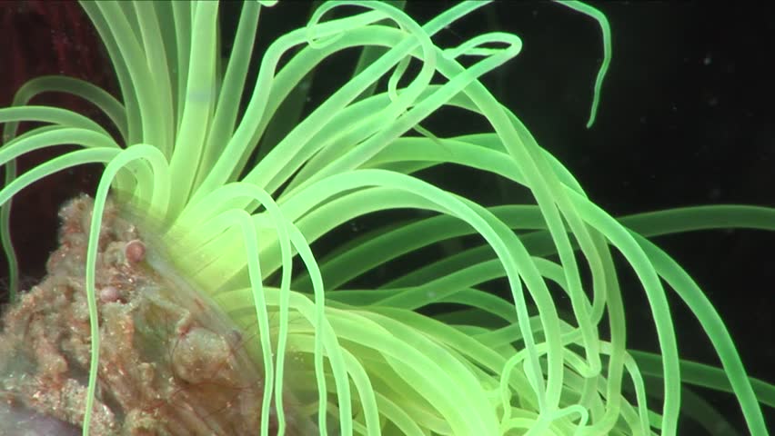 green anemone cerianthus membranaceus  underwater
