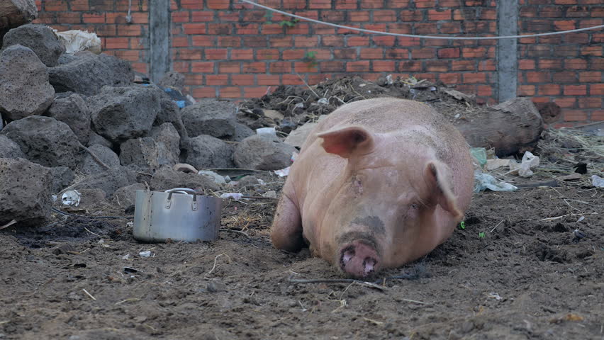 Red asian bag pig dan