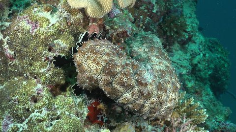 Blackmouth sea cucumber eating on coral reef - Red Sea, Pearsonothuria
Underwater animal eating and cleaning the corals.

