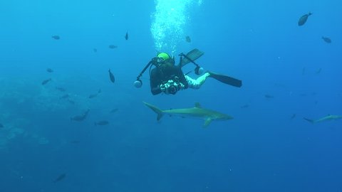 Silky sharks with scuba diver in the blue ocean - Red Sea, underwater shot Stock Video