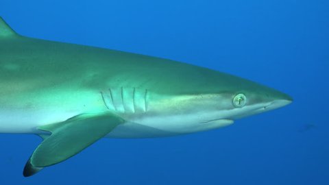 Silky shark swims close to my camera - Red Sea, Sudan, underwater shot Video Stok