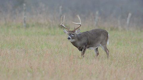 White-tailed deer buck grazing in an open meadow in Smoky Mountain National Park