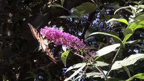 HD Video of one Yellow and Black Swallowtail Butterfly on purple flowers with green leaves in background