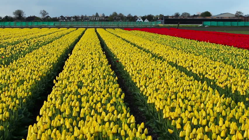 Cultivated Yellow Tulip Fields / Yellow tulip cultivation fields in the Netherlands.  HD1080p