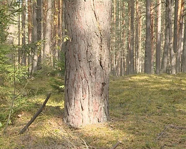 Pine trunk and branches closeup. Old coniferous forest. 