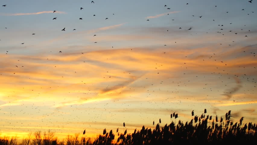 Blackbird migration south in United States