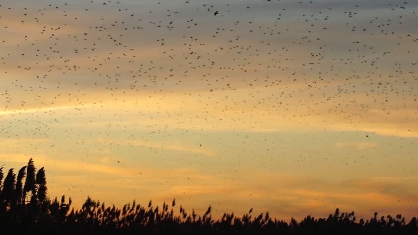 Blackbird migration south in United States